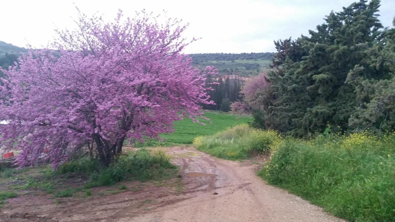 Naftali Albilia Qiryat Shemona Εξωτερικό φωτογραφία